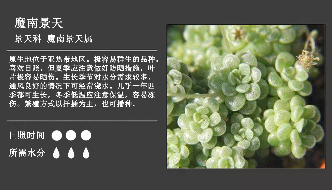 景天科 魔南景天