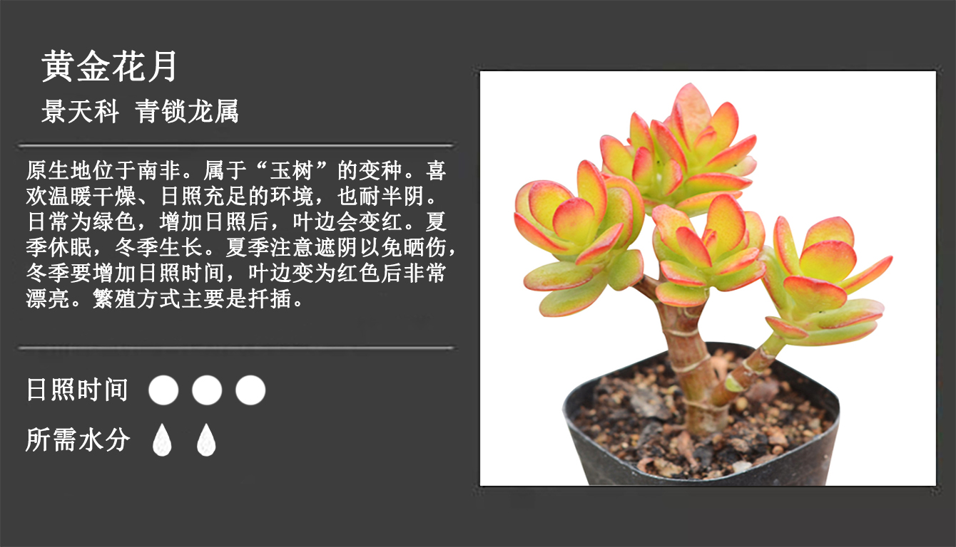 景天科 黄金花月