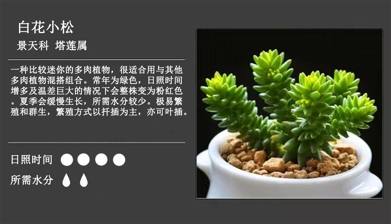 景天科 白花小松